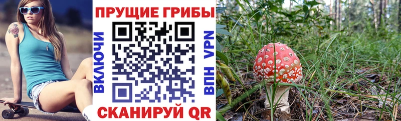 Псилоцибиновые грибы Cubensis  Чадан 